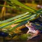 Teichfrosch