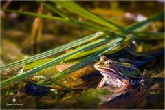 Teichfrosch