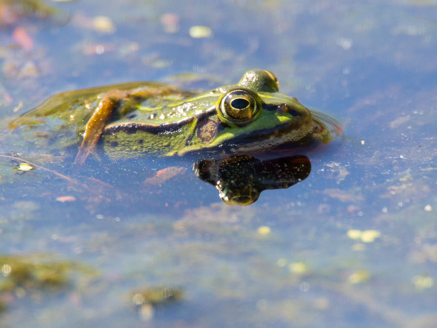 Teichfrosch