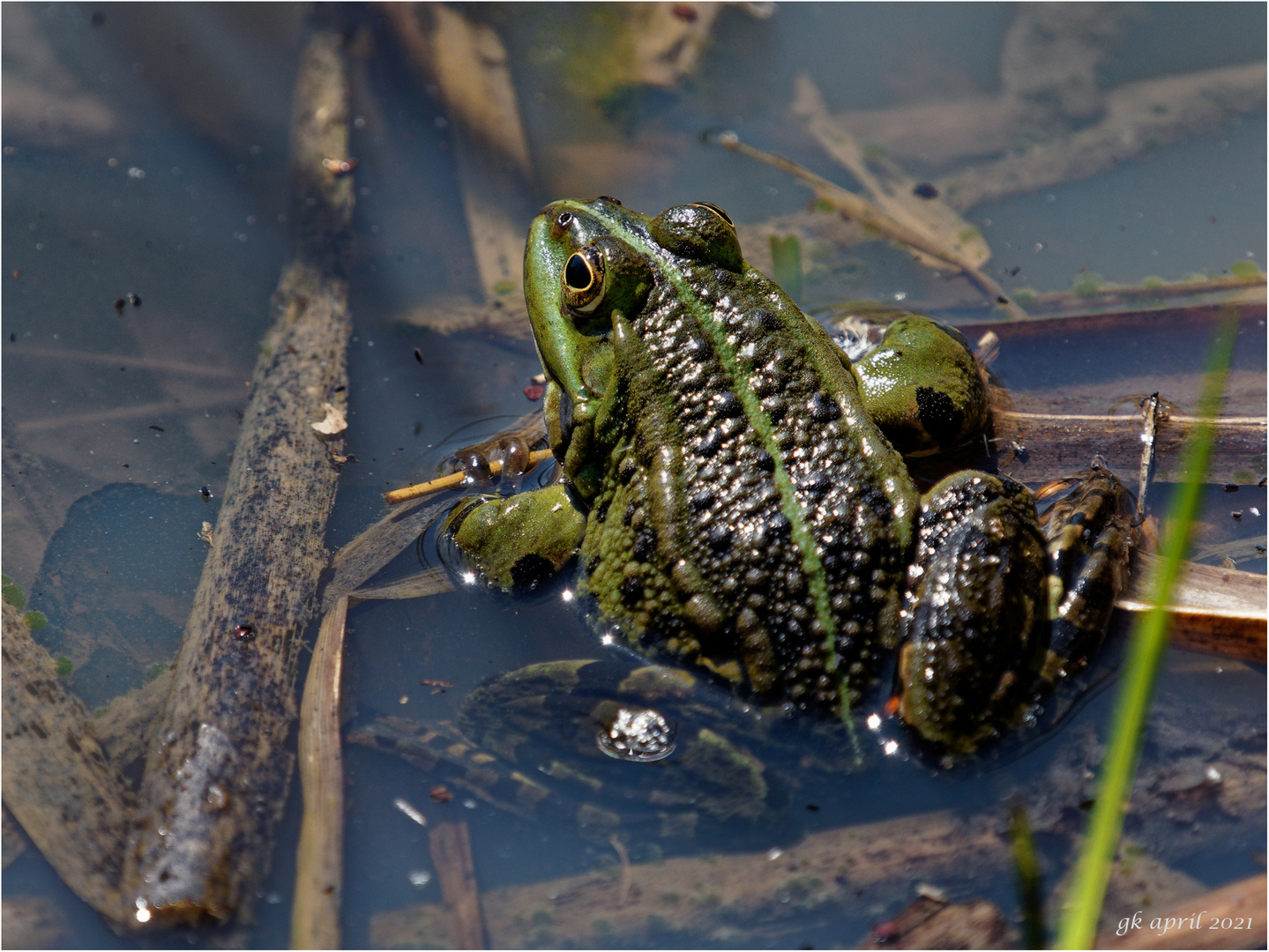 Teichfrosch