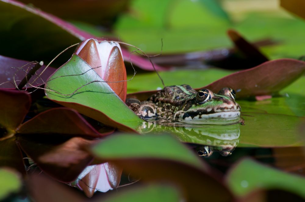 Teichfrosch