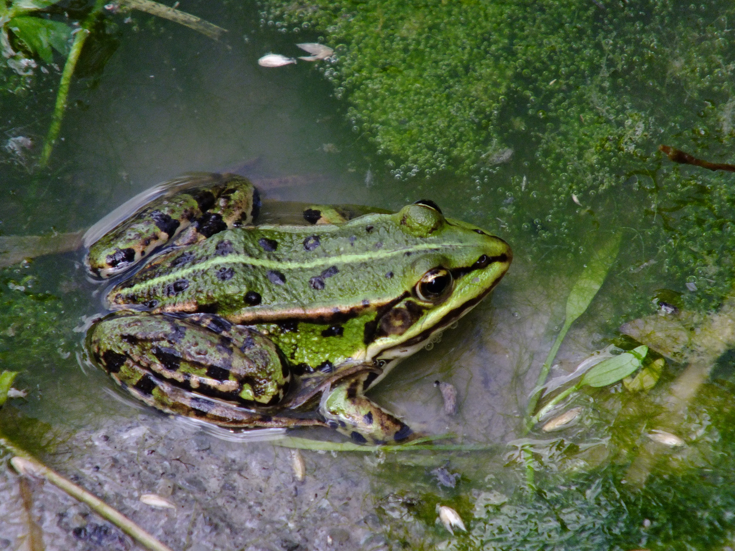 Teichfrosch