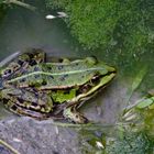 Teichfrosch