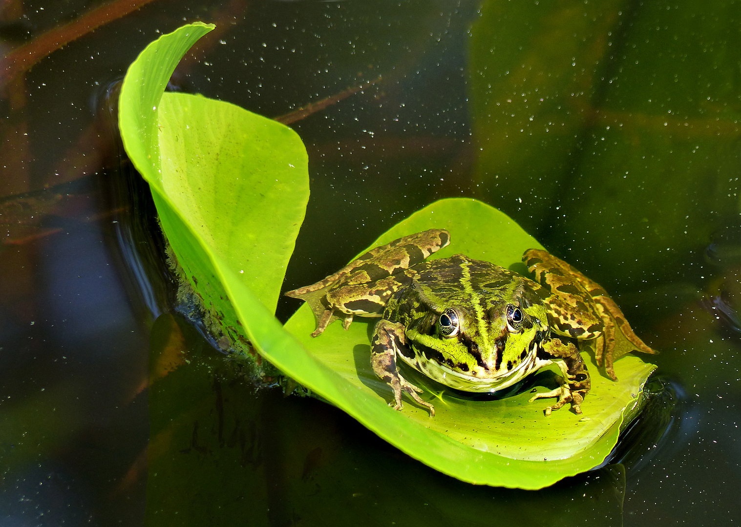 Teichfrosch