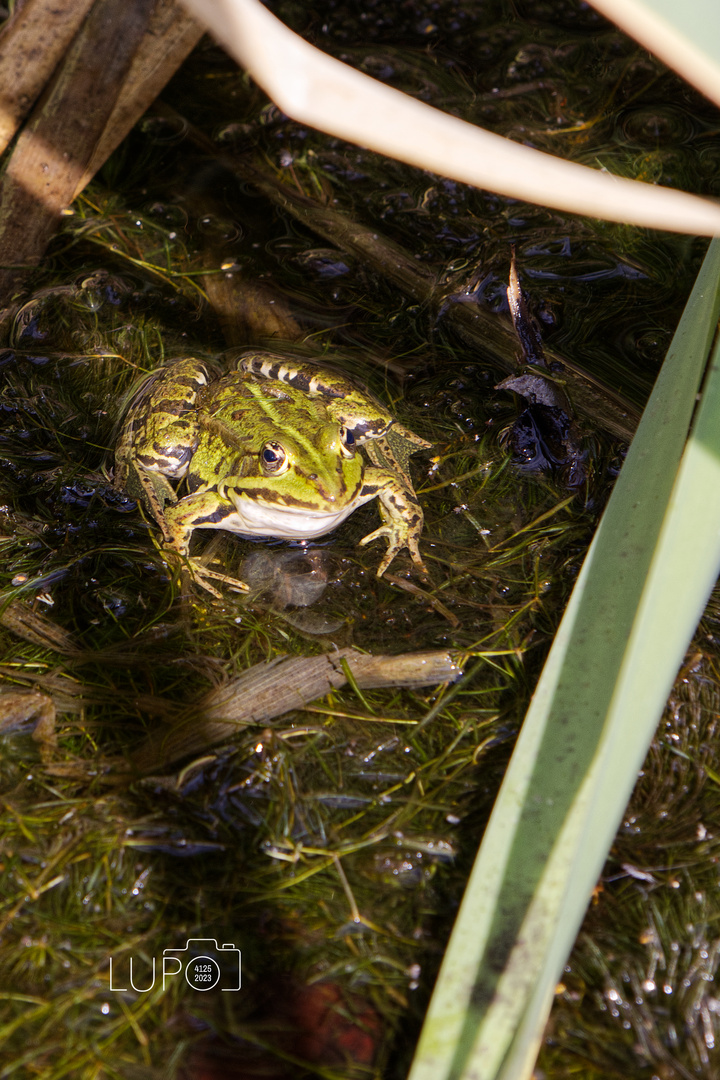 Teichfrosch