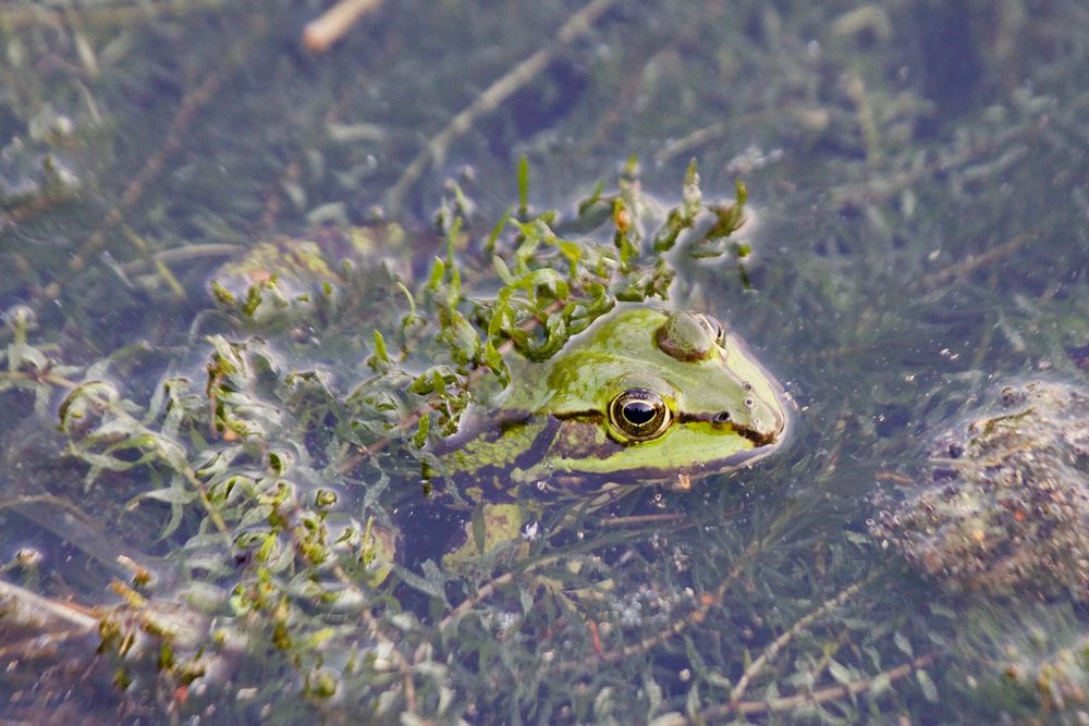 Teichfrosch