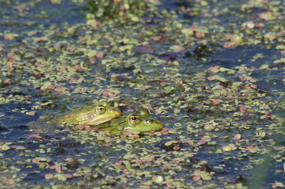 Teichfrosch