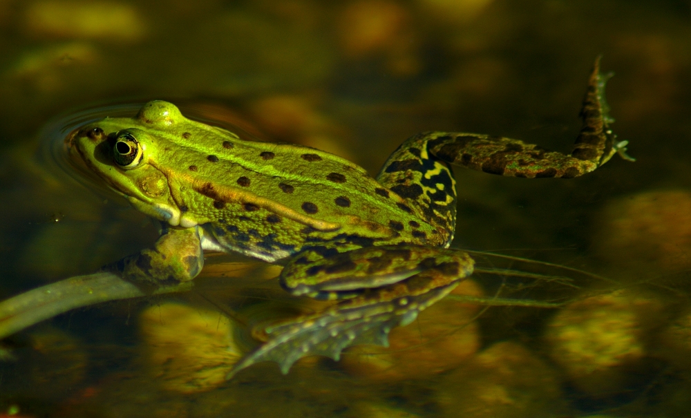 Teichfrosch