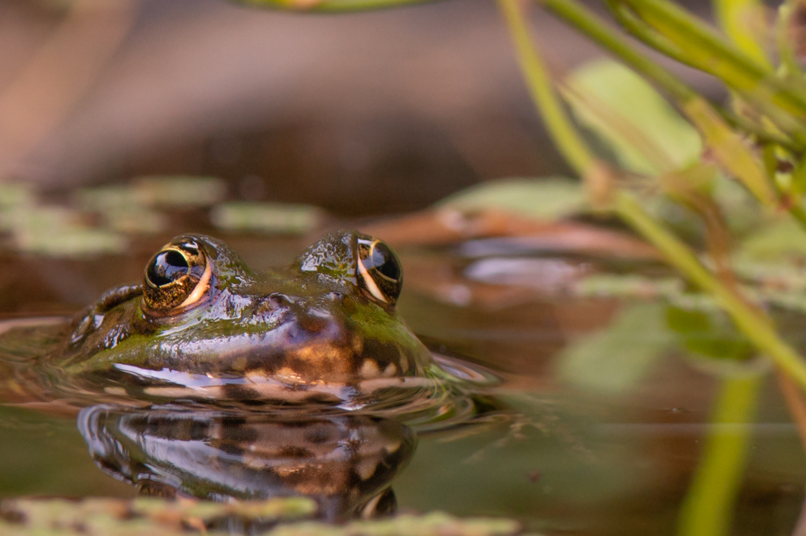 Teichfrosch am 06.08.2022