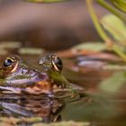 Teichfrosch am 06.08.2022