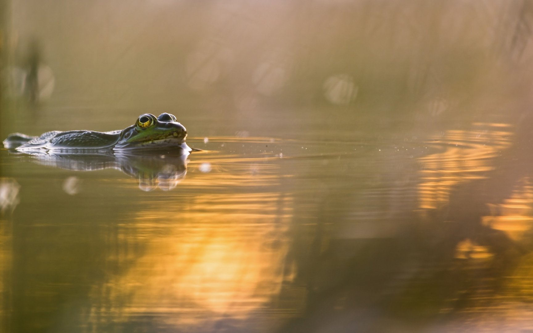 Teichfrosch am Morgen