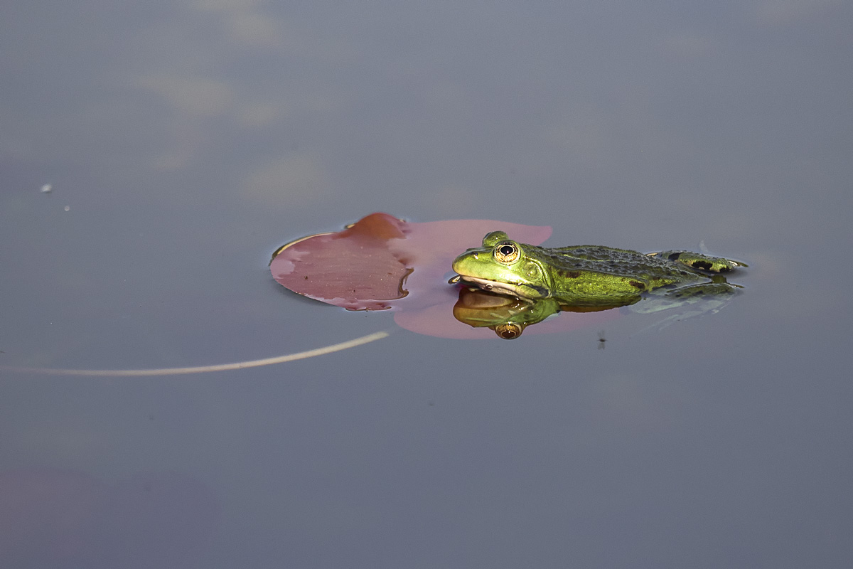 Teichfrosch am Spiegeltag