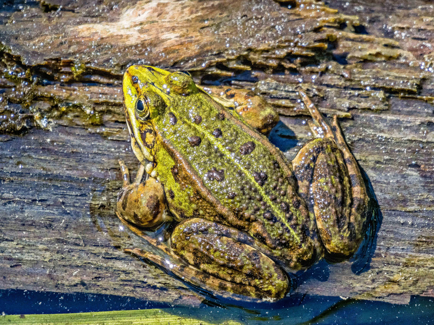 Teichfrosch am Teufelssee