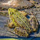 Teichfrosch am Teufelssee