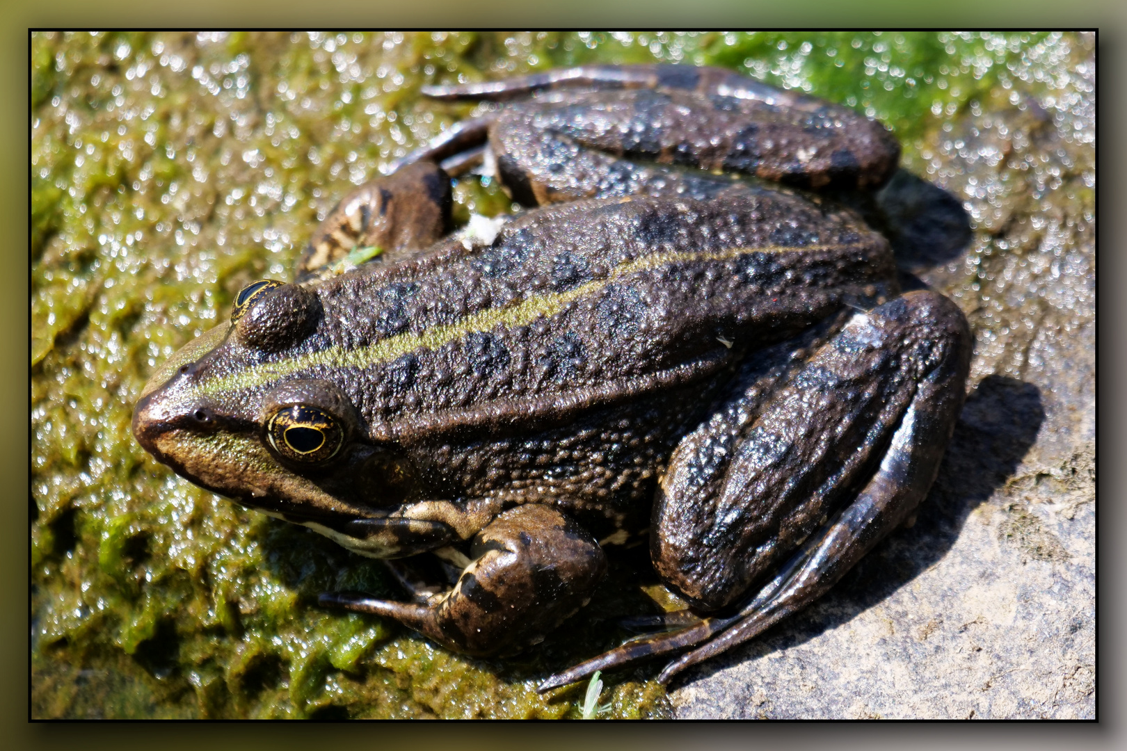 Teichfrosch (?) an der Ruhr