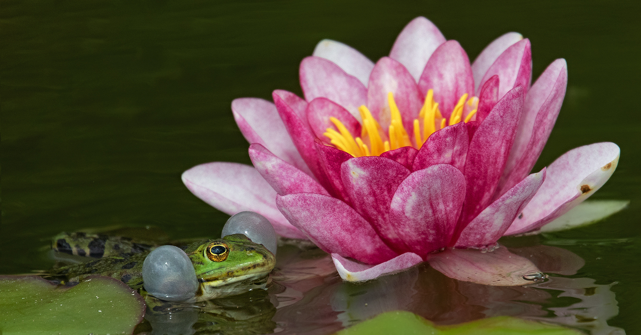  Teichfrosch an Seerose 001