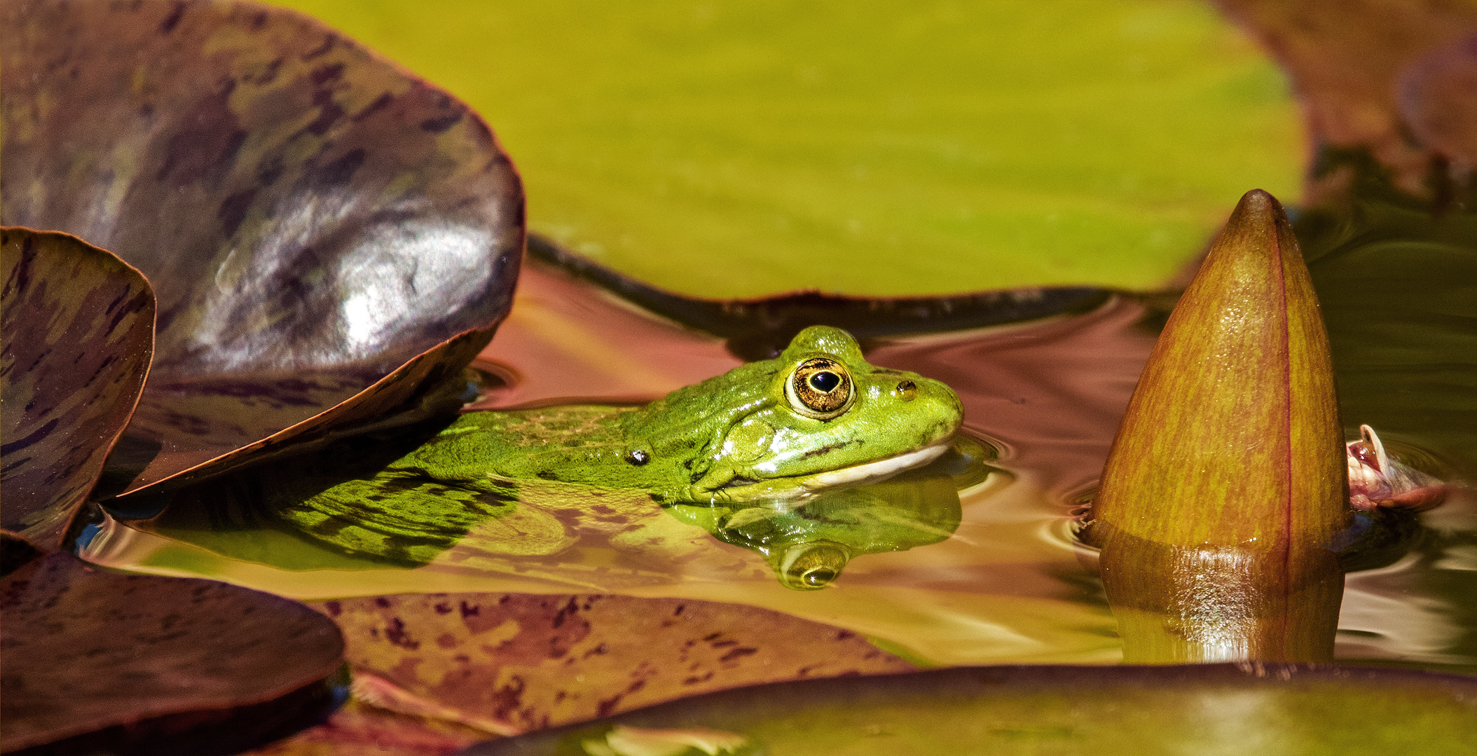 Teichfrosch an Seerose 003 