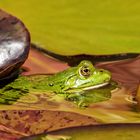 Teichfrosch an Seerose 003 