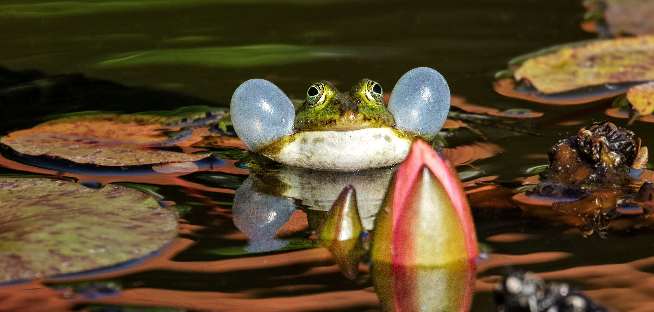 Teichfrosch an Seerose