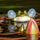 Teichfrosch an Seerose