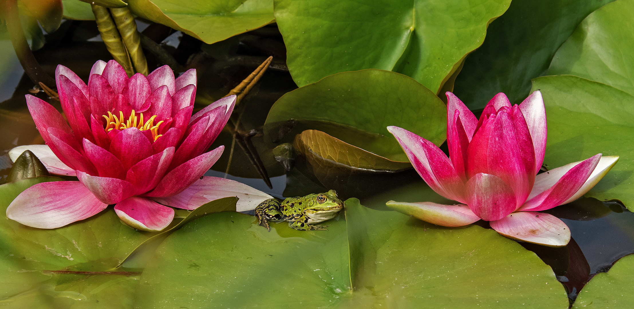 Teichfrosch an Seerosen 001