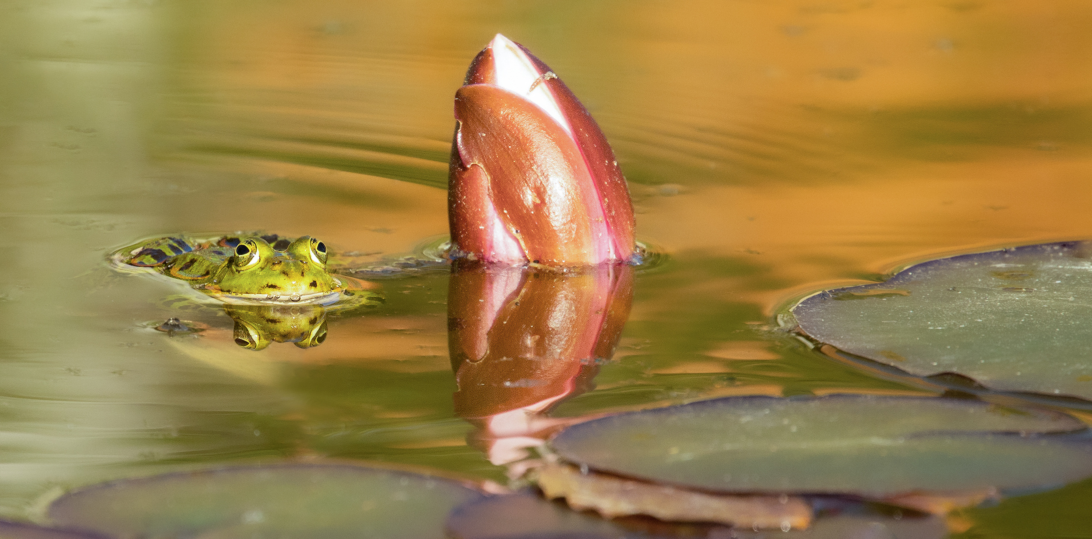 Teichfrosch an Seerosenknospe 001