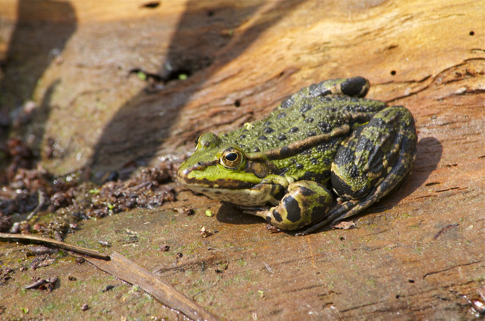 Teichfrosch auf abgestorbenem Holz