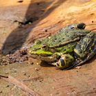 Teichfrosch auf abgestorbenem Holz