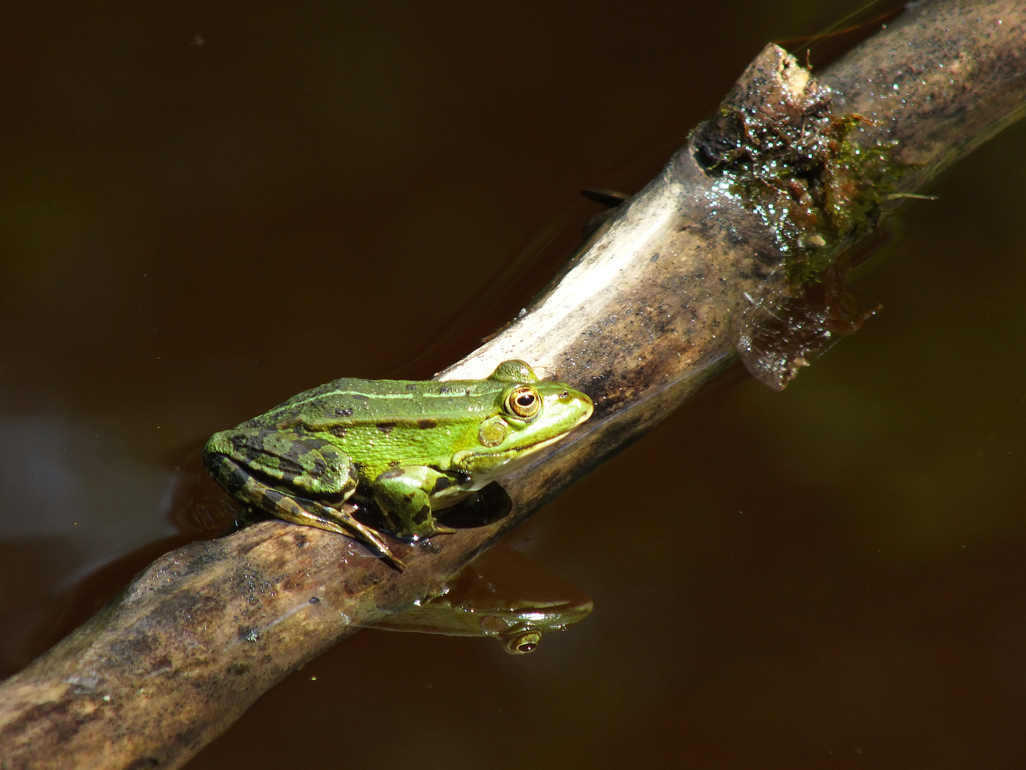 Teichfrosch auf Ast