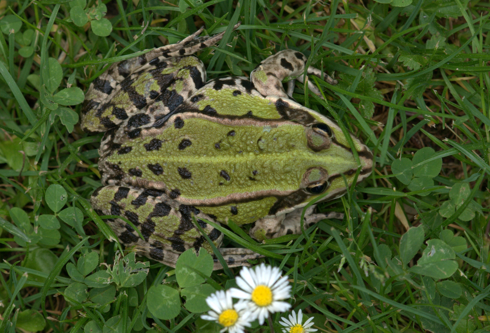 Teichfrosch auf dem Trockenen