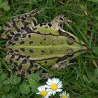 Teichfrosch auf dem Trockenen