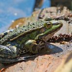 Teichfrosch auf der Lauer