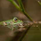 Teichfrosch auf der Lauer