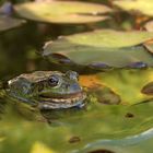 Teichfrosch auf einem Seerosenblatt