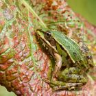 Teichfrosch auf Sauerampfer