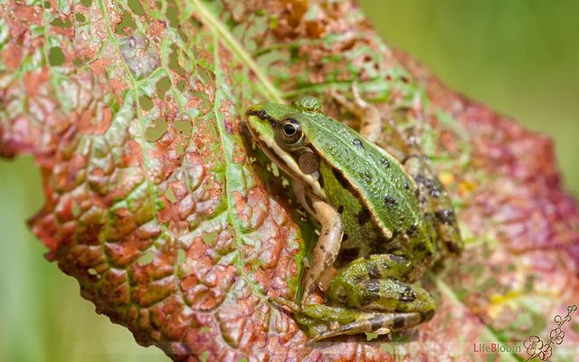 Teichfrosch auf Sauerampfer