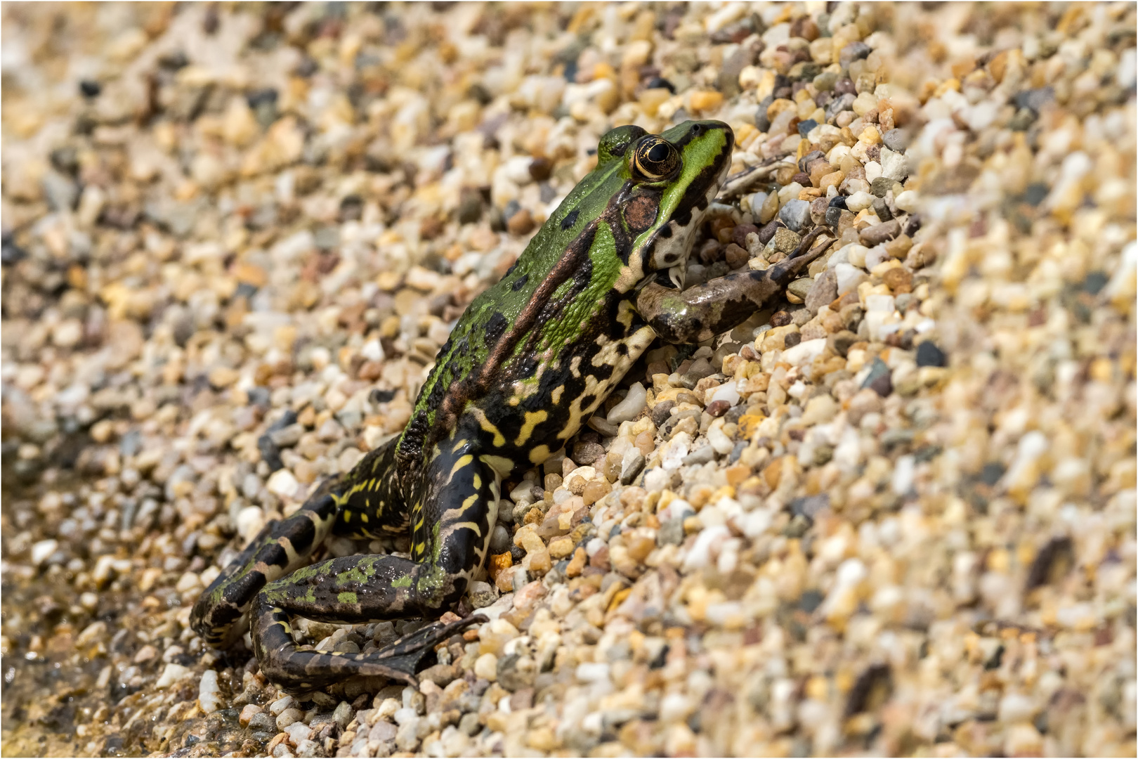 Teichfrosch auf schrägem kiesigen Untergrund  ......