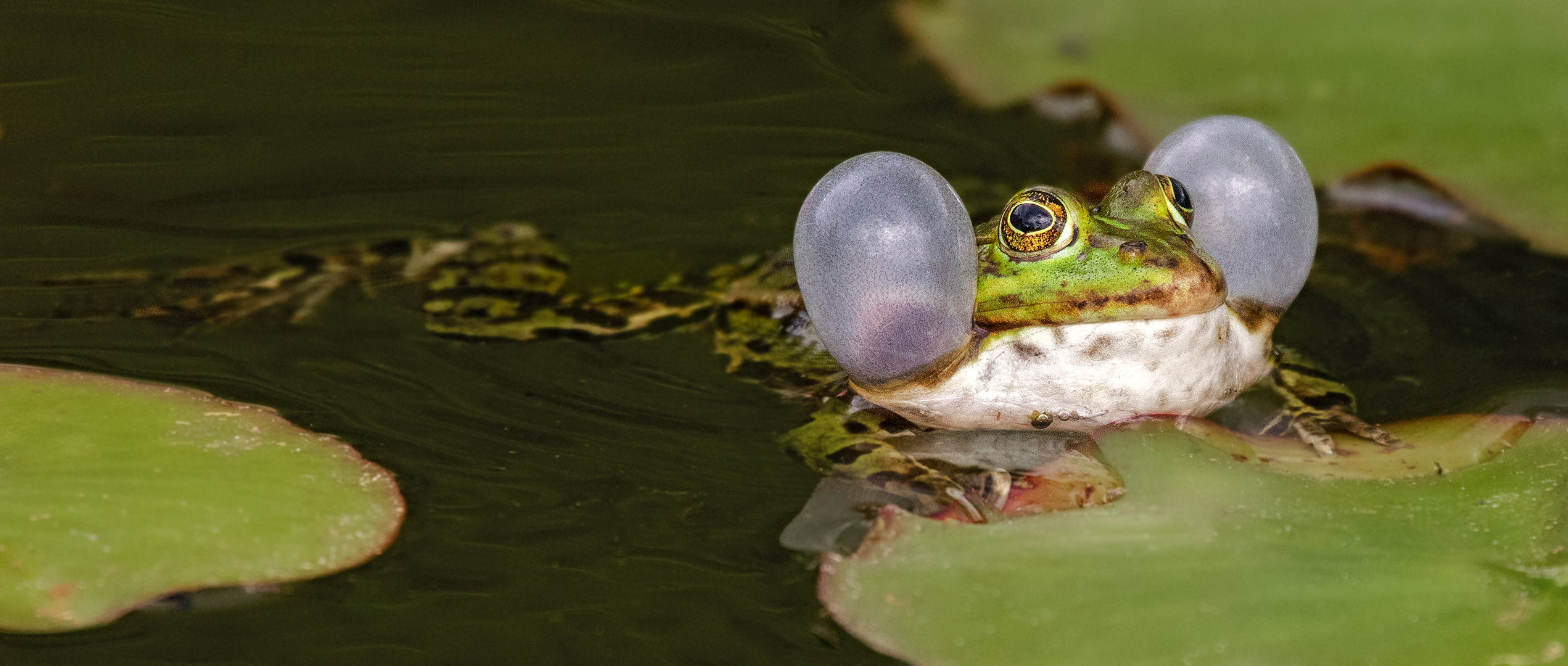 Teichfrosch auf Seerosenblatt 001