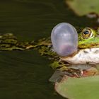 Teichfrosch auf Seerosenblatt 001