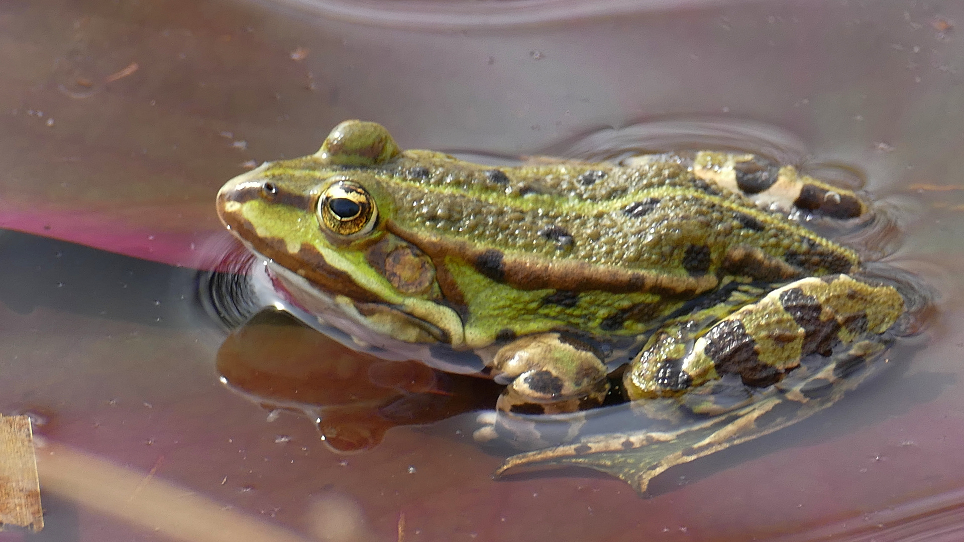 Teichfrosch auf Seerosenblatt