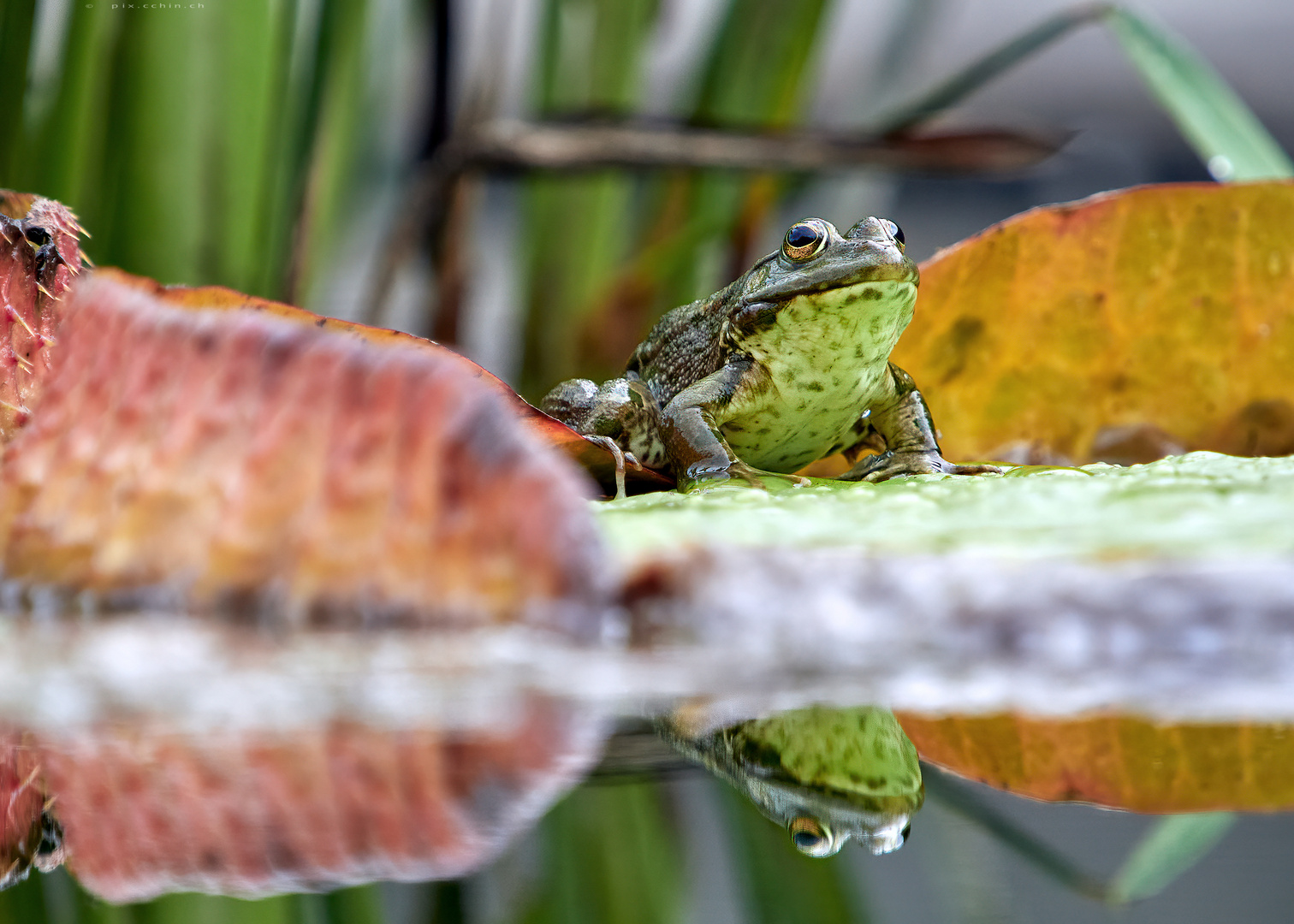 Teichfrosch auf Seerosenblatt