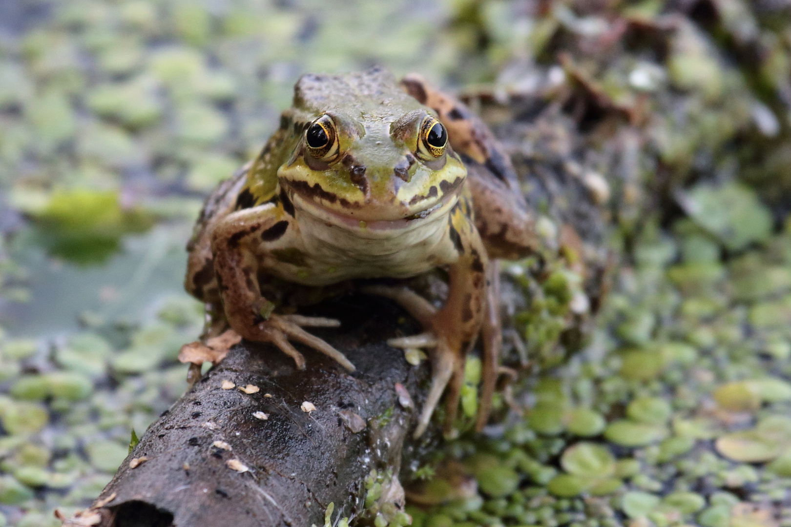 Teichfrosch auf Tuchfühlung.