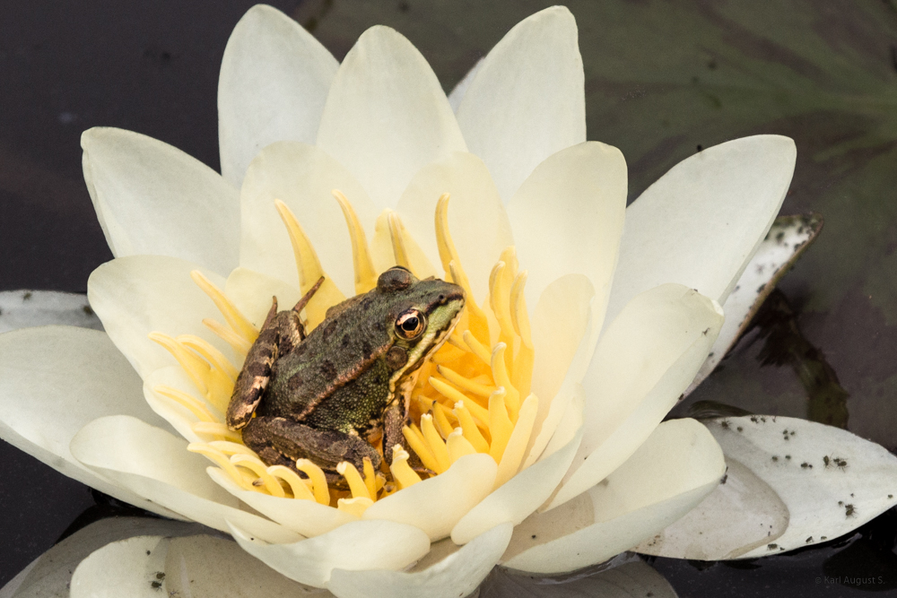 Teichfrosch auf Wasserrose