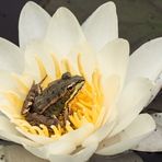 Teichfrosch auf Wasserrose