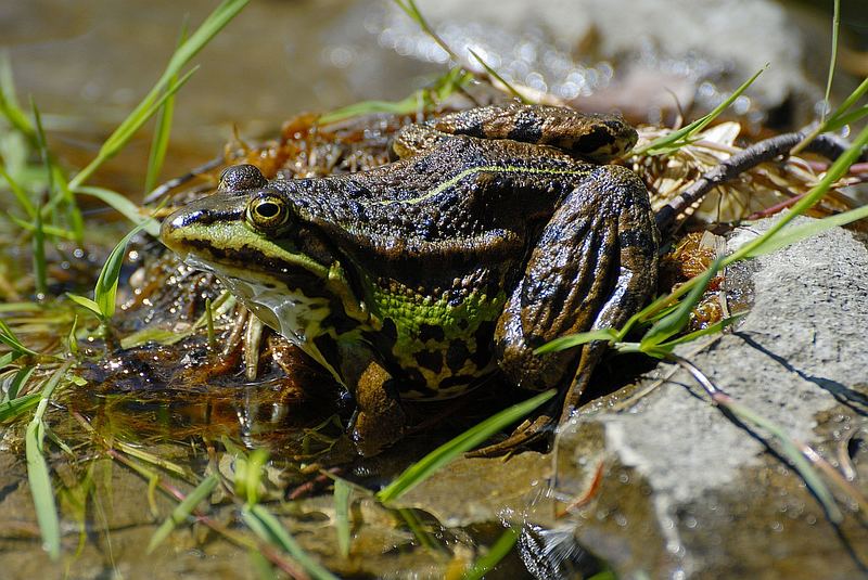 Teichfrosch aus dem eigenen Teich