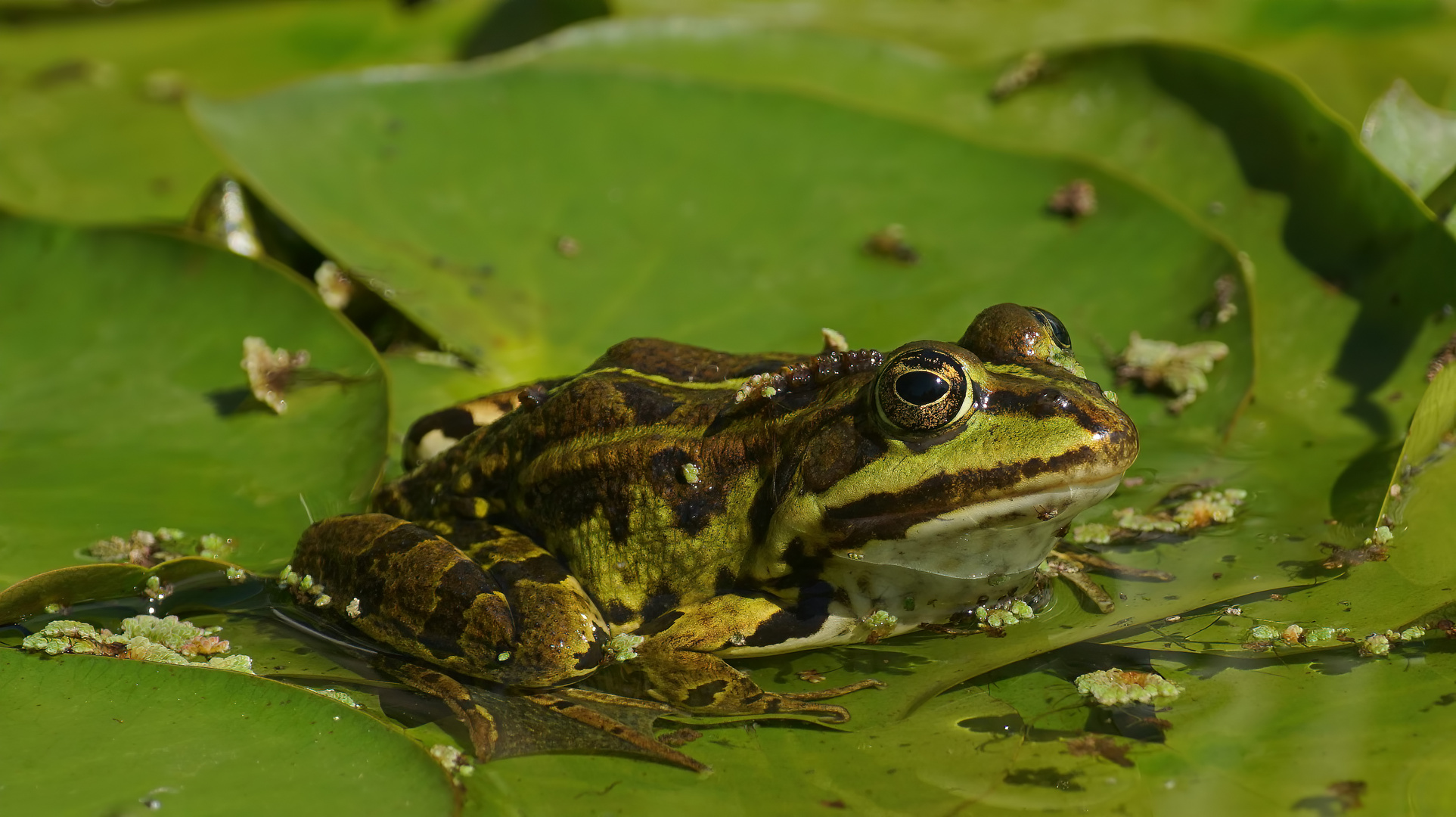 Teichfrosch Foto & Bild tiere, wildlife, amphibien & reptilien Bilder