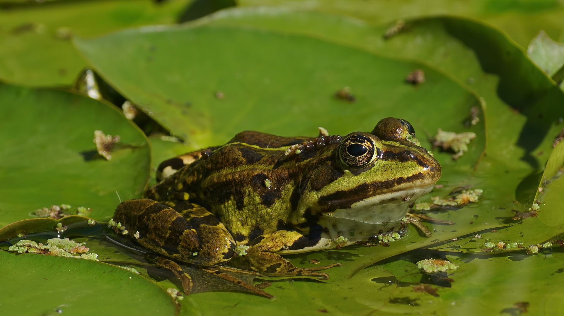 Teichfrosch