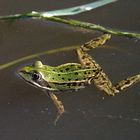 Teichfrosch