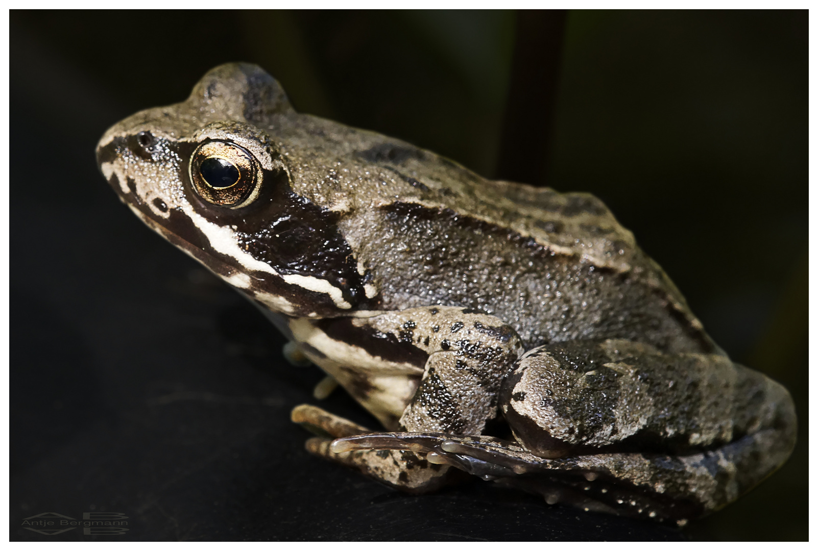 Teichfrosch