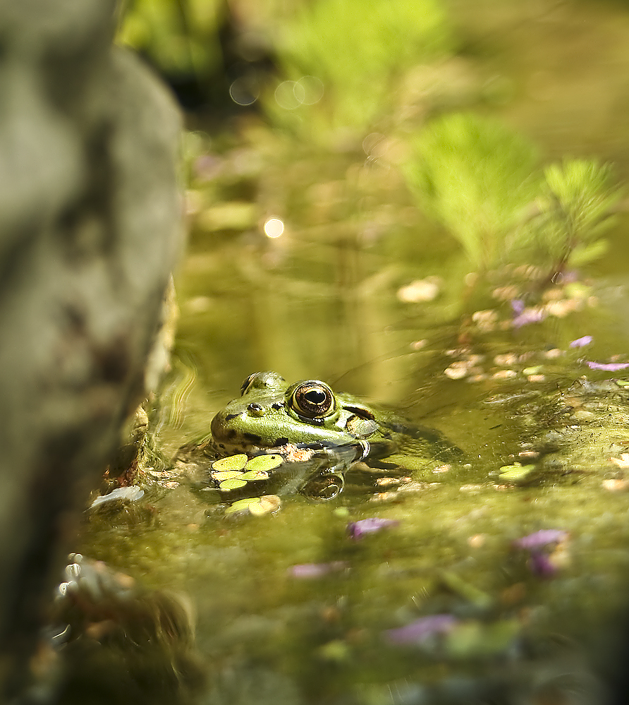 Teichfrosch